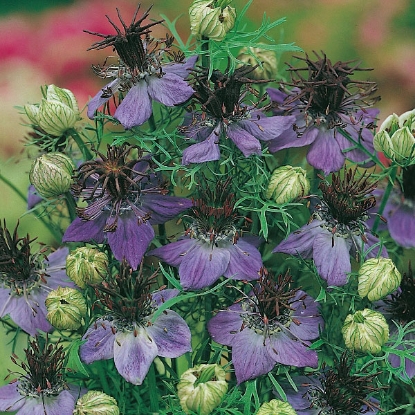 Picture of Herb Fennel Flower (Nigella Hispanica)